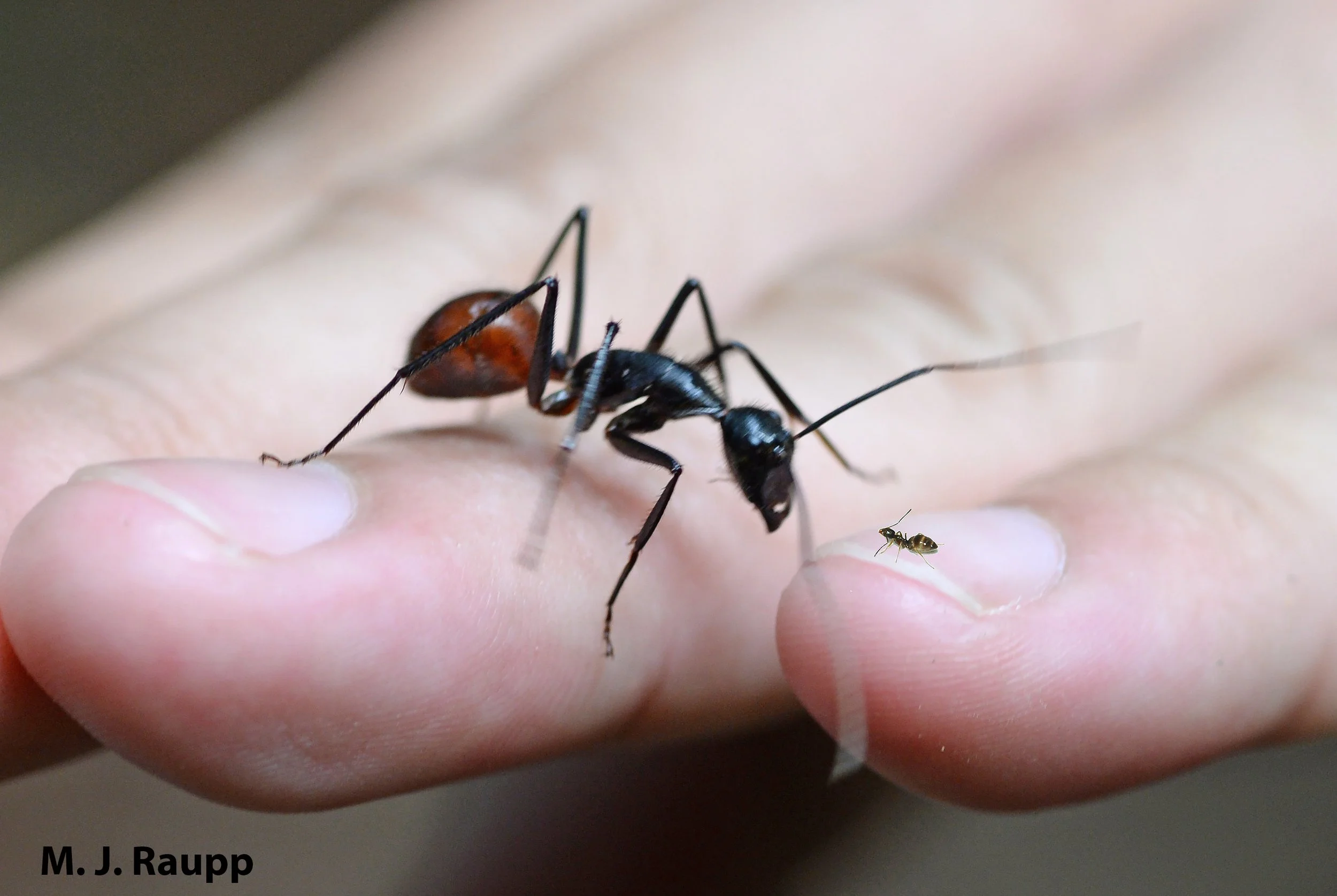 Oryctes gigas 66mm 64mm big pair 乾燥標本 コロンビア産 ラミレス